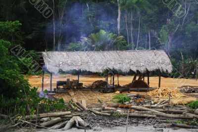 Cutting Down the Rain Forest