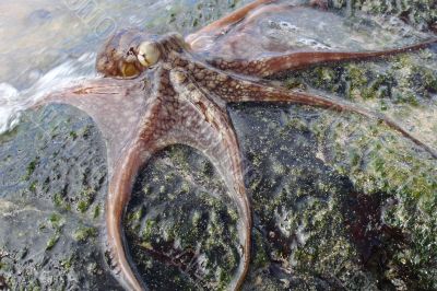 Octopus