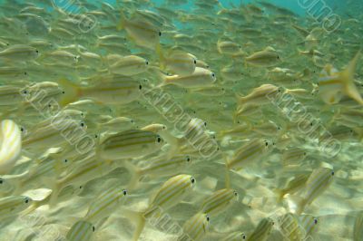 Shoal of Fish