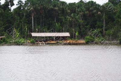 Cutting Down the Rain Forest