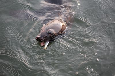 Sea Lion