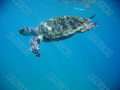 Sea Turtle