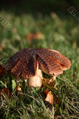 Toadstool