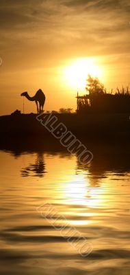 Camel in Egypt