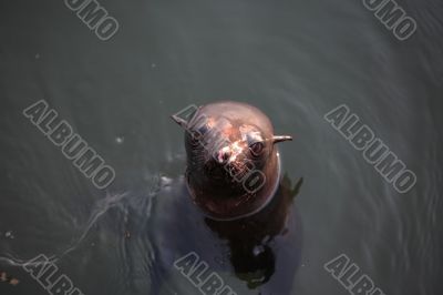 Sea Lion