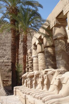 Egypt Series (Palm Tree and Lions)