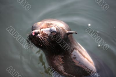 Sea Lion