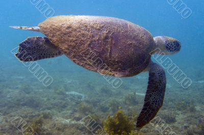Sea Turtle