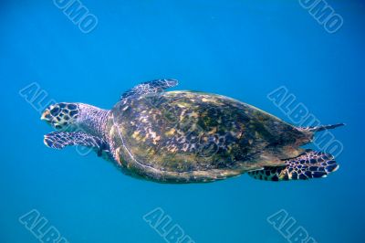 Sea Turtle