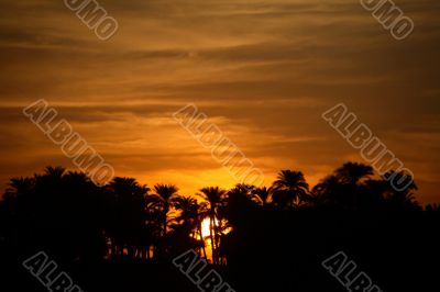 Sunset with Palm Trees