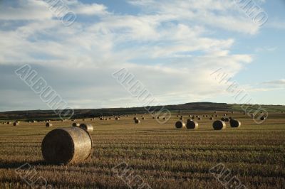 Hay Field