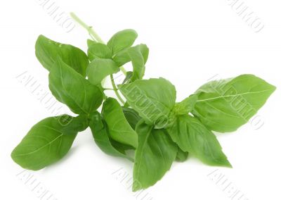 fresh basil leaves on white background