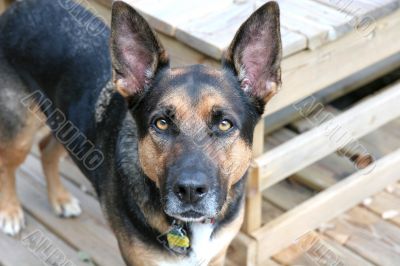German Shepherd