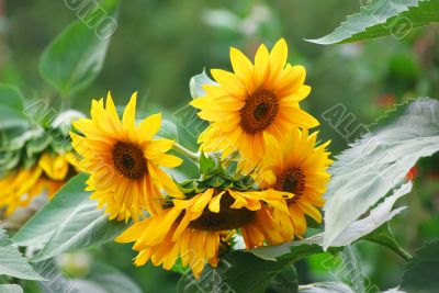 Sunflowers in the Field