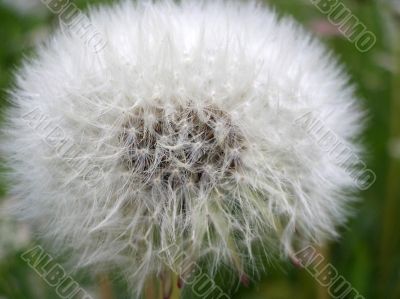 White Dandelion in grass. Summer shot