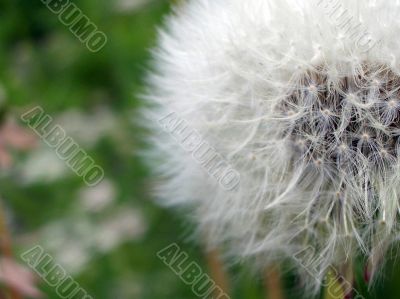 White Dandelion in grass. Summer shot
