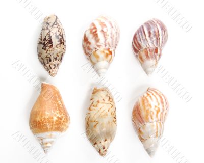 Sea shells