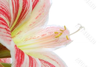 Lilly