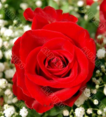 Red rose