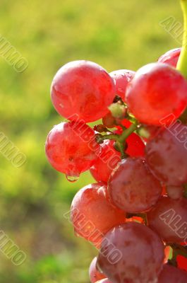 Red grapes