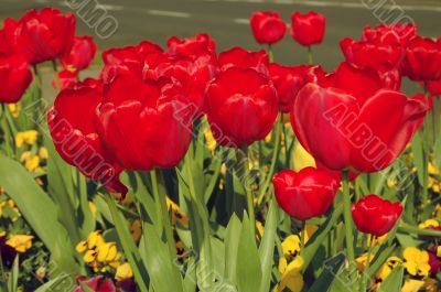 Tulips
