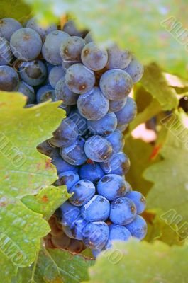 Grape