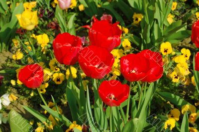 Tulips