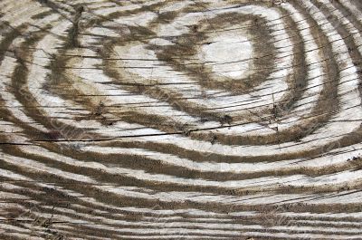 Wood texture