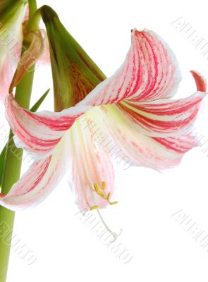 Lilly