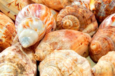 Sea shells