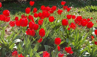 Tulips