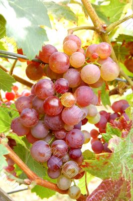 Grape
