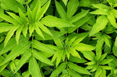 Green leafs