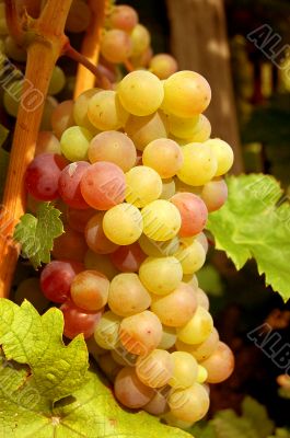 Grape