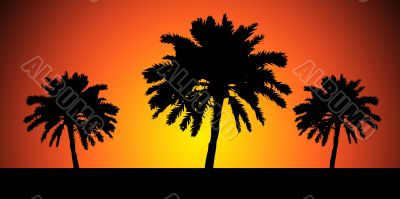 Sunset trees