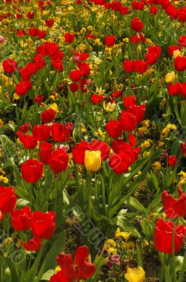 Tulips