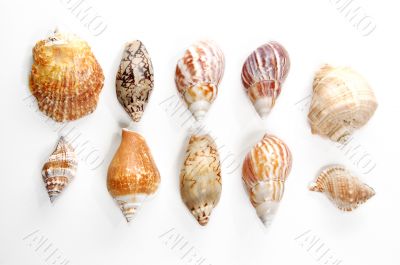 Sea shells