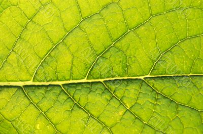GREEN LEAF BACKGROUND