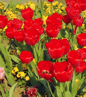 Tulips