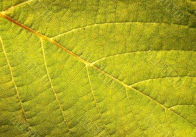 GREEN LEAF BACKGROUND