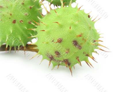 green chestnut on white