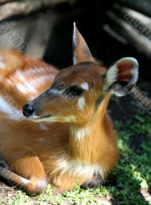 Young fawn