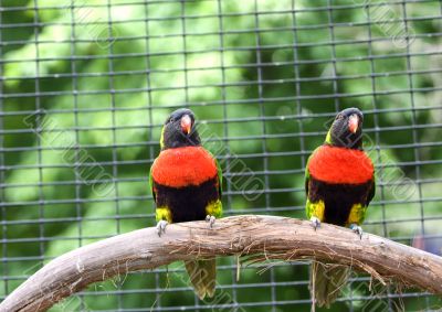 Two Lorikeets