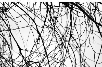 Abstract tree branch silhoutte