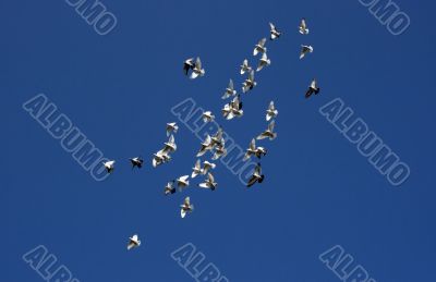 Flock of white doves