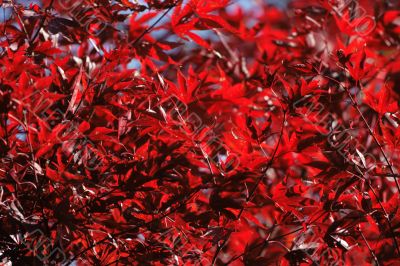 Red foliage