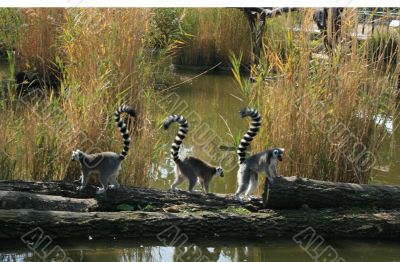 Three funny lemurs