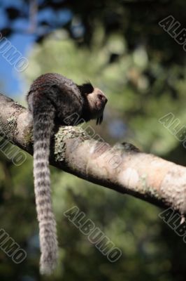 Tamarins (vertical)