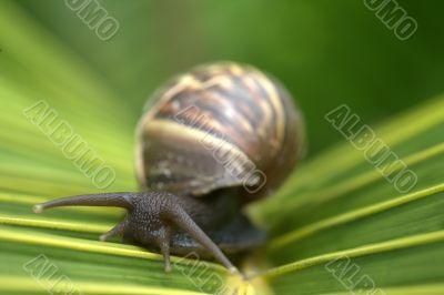 Snail on Leaf