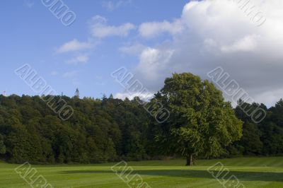 Large Park, Big Tree